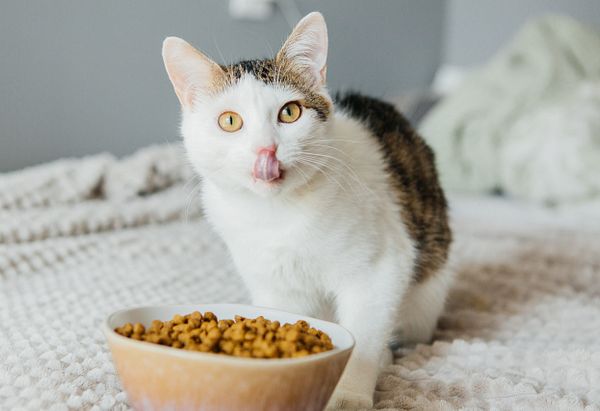 Croquetas para gatos
