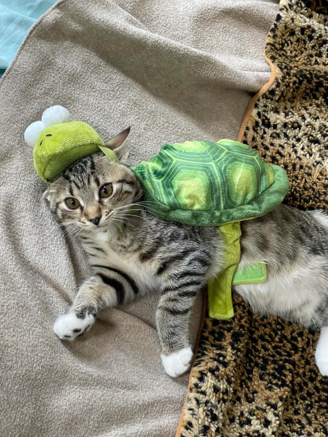 Mochila para gatitos