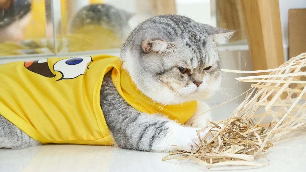 Ropa para gatos